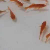 ماهی گلدفیش