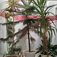 گل و گیاه آپارتمانی