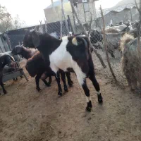 نر بز نجدی|حیوانات مزرعه|الشتر, |دیوار