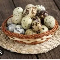 تخم بلدرچین تازه