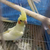 عروس هلندی دستی