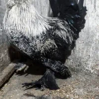 خروس سلطان|حیوانات مزرعه|کازرون, |دیوار