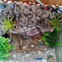 آکواریوم|ماهی|مبارکه, |دیوار