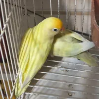 دو جفت کوتوله مولد روی تخم ماده گرینچیک دستی بالغ|پرنده|تربتحیدریه, پیشکوه|دیوار