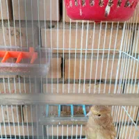 ماده قناری درجه یک آماده چشم شرابی|پرنده|گتوند, |دیوار