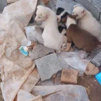 توله قدر جونی