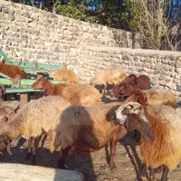 ۱۴راس گوسفند ماده|حیوانات مزرعه|نیر (اردبیل), |دیوار