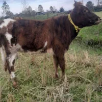 گاو لیشه پلنگ