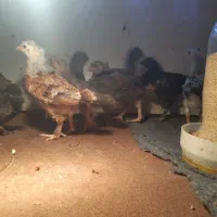 جوجه یک ماهه|حیوانات مزرعه|رشت, شهرک آیت الله منتظری|دیوار