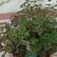 گل حسنی یوسف