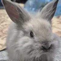 واگذاری خرگوش