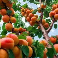 نهال زرد آلو تبرزه|خدمات باغبانی و درختکاری|قزوین, |دیوار