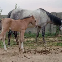 فروش یک مادیون با کره مادیون