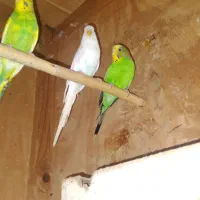 یک جفت مرغ عشق|پرنده|گرگان, |دیوار