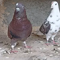 کفتر فروشی اطراف رباط کریم|پرنده|رباط‌کریم, حصار مهتر|دیوار