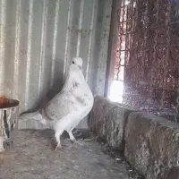 کفتر یا کبوتر.هما. شازده