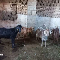 بز پیر|حیوانات مزرعه|شوط, |دیوار