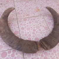 شاخ دکوراسیون جلوی چشم|کلکسیون اشیاء عتیقه|اهواز, پردیس|دیوار