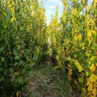 نهالستان تندرو زردآلوعسگرآبادسبزبرپایه آلوچه وحشی|خدمات باغبانی و درختکاری|مرند, |دیوار