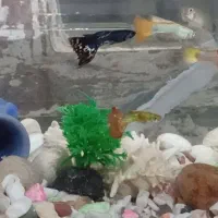 سنگ آکواریوم