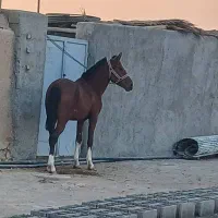 اسب|اسب و تجهیزات اسبسواری|فسا, |دیوار