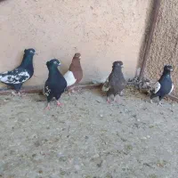 کبوتر .سینه|پرنده|مرودشت, بیست متری بیمارستان|دیوار