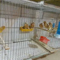 تعدادی قناری فائو