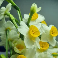 دسته گل نرگس|گل و گیاه طبیعی|بابل, |دیوار