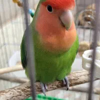 طوطی برزیلی|پرنده|دزفول, |دیوار