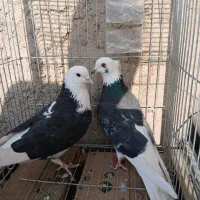 کبوتر پرشی ابلغ