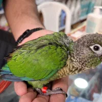 گرینچیک نرمال