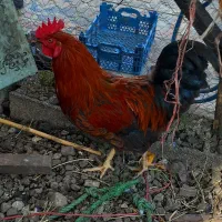 سه تاخروسه یکساله