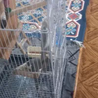 عروس هلندی سرحال و تمیز