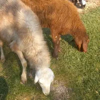 بره نر وگوسفند برای قربانی و بزغاله نر