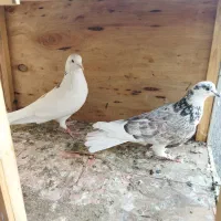 یه جفت کفتر عالی|پرنده|قرچک, پارس سرام|دیوار