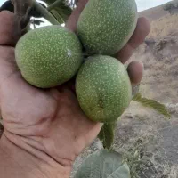 نهال گردو|خدمات باغبانی و درختکاری|همدان, |دیوار