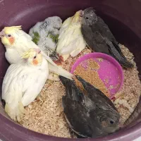 جوجه عروس دستی دان خور جوجه گرینچیک سرلاکی|پرنده|علیآباد کتول, |دیوار