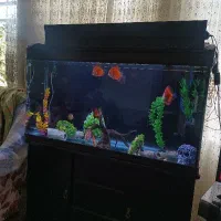 اسباب بازی خارجی با تمام وسایل  قیمت مفت تا امروز