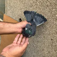 کفتر درجه یک برای بلندی|پرنده|تهران, باغ خزانه|دیوار