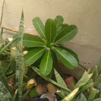 گل و گیاه
