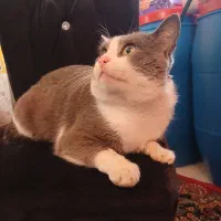 واگذاری‌گربه|گربه|سیاهکل, |دیوار