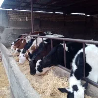 گوساله ماده سیمینتال