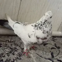 کفتر پرشی|پرنده|تهران, شهرک ابوذر|دیوار