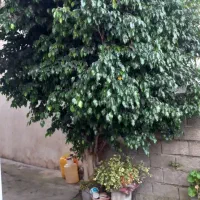 بنجامین بلک