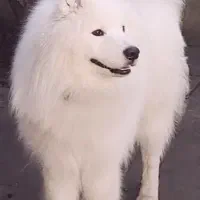 سگ ساموئید نر اصیل جهت جفت یابی