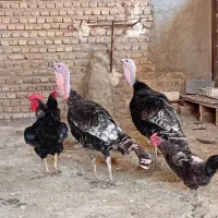 بوقلمون نر . مرغ و خروس