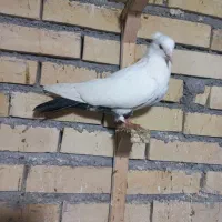 سفید دم سیاه