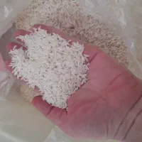 برنج طارم هاشمی فریدونکنار کشت دوم