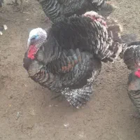 بوقلمون طبیعی نر هم گوشتی هم زینتی هم مولدی|حیوانات مزرعه|مشگین شهر, |دیوار