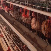 واگذاری مرغداری تخمگذار با تمام امکانات|اجارهٔ دفتر صنعتی، کشاورزی، تجاری|گناباد, |دیوار